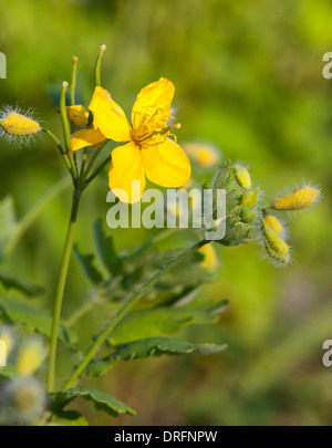 Gelbe größere Schöllkraut Wildblumen Blütenstand Stockfoto