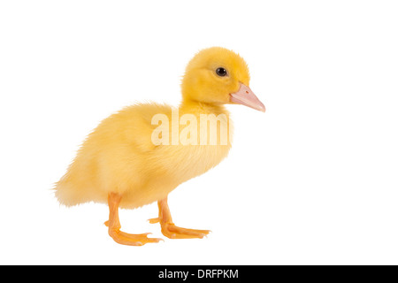Niedliche kleine Neugeborene Ostern Entlein auf weißem Hintergrund Stockfoto