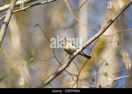 Gemeinsamen Buchfink auf einem Ast im Frühlingswald Stockfoto