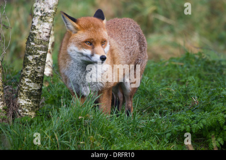 Europäische Red Fox in Großbritannien. Januar Stockfoto