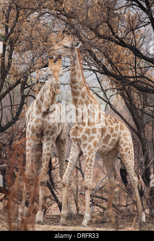 Südlichen Giraffe Einschnürung in Südafrika Stockfoto