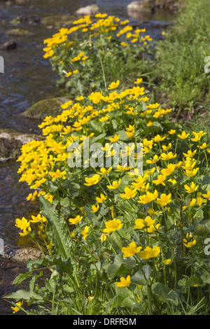 Marsh Marigold wachsen am Rand Wassers Stockfoto