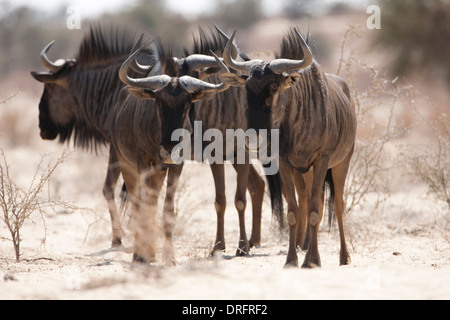 Streifengnu (connochaetes Taurinus) Herden wandern in der Kalahari Wüste, Südafrika Stockfoto