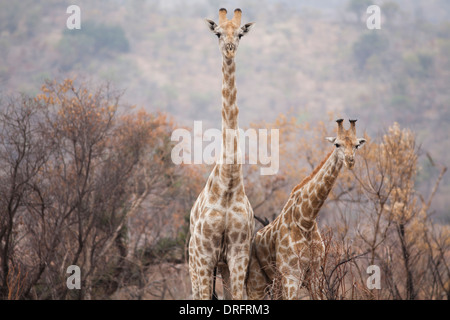 Südlichen Giraffe in Südafrika Stockfoto