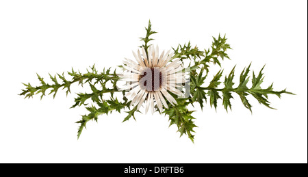Stammlose Carline Distel Blume (Carlina Acaulis) Stockfoto