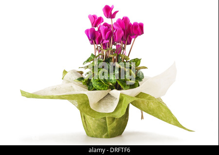 Alpenveilchen-Blumen im Topf isoliert auf weiss Stockfoto