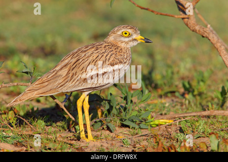 Erwachsenen eurasischen Stein-Brachvogel oder Thick-knee Burhinus Oedicnemus in Marokko Stockfoto