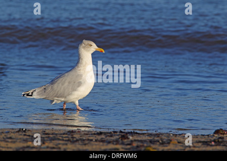 Erwachsenen nicht Zucht europäischer Silbermöwe Larus Argentatus auf den Scilly-Inseln Stockfoto