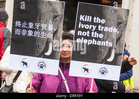 London, UK. 25. Januar 2014. Dutzende der Tierschützer demonstrieren vor der chinesischen Botschaft in London gegen des Landes die Nachfrage nach Elfenbein, die Elefanten gefährdet ist. Bildnachweis: Paul Davey/Alamy Live-Nachrichten Stockfoto