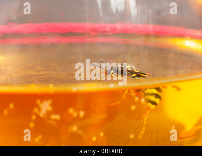 Biene oder Wespe in einem Wein zu ertränken Stockfoto