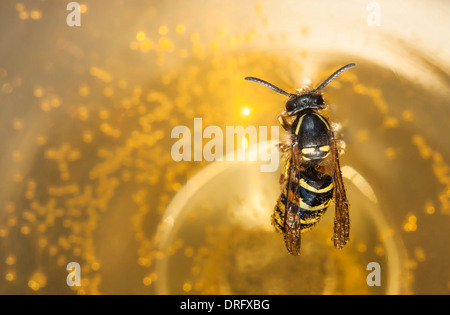 Biene oder Wespe in einem Wein zu ertränken Stockfoto