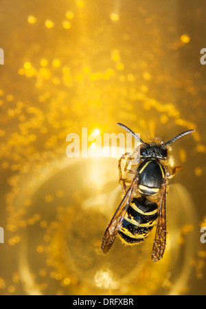 Biene oder Wespe in einem Wein zu ertränken Stockfoto