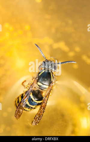 Biene oder Wespe in einem Wein zu ertränken Stockfoto