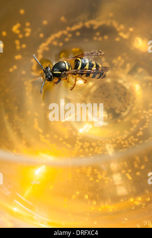 Biene oder Wespe in einem Wein zu ertränken Stockfoto