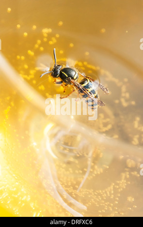 Biene oder Wespe in einem Wein zu ertränken Stockfoto