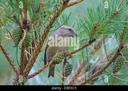 Weiblicher Papagei Kreuzschnabel Loxia Pytyopsittacus Fütterung auf Tannenzapfen in Essex, Großbritannien Stockfoto