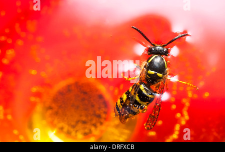 Biene oder Wespe in einem Wein zu ertränken Stockfoto