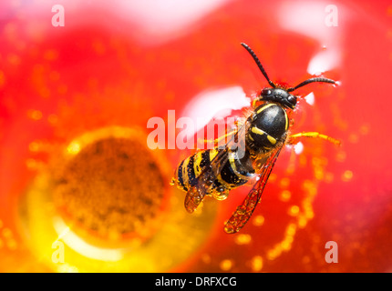 Biene oder Wespe in einem Wein zu ertränken Stockfoto