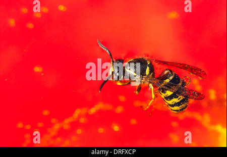 Biene oder Wespe in einem Wein zu ertränken Stockfoto