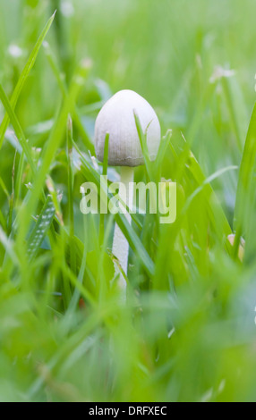 Kleine weiße nicht essbar Pilz im Rasen Stockfoto