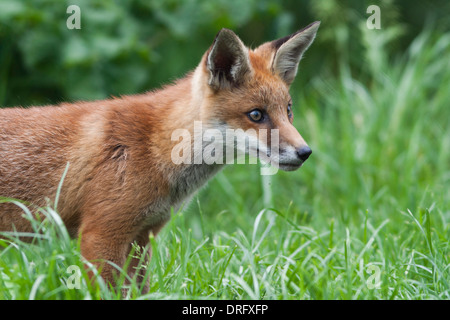 Europäische Red Fox in Großbritannien. Mai Stockfoto