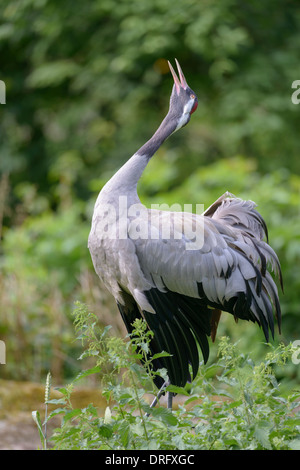 Eurasischer Kranich Grus Grus, eurasische Kranich Stockfoto