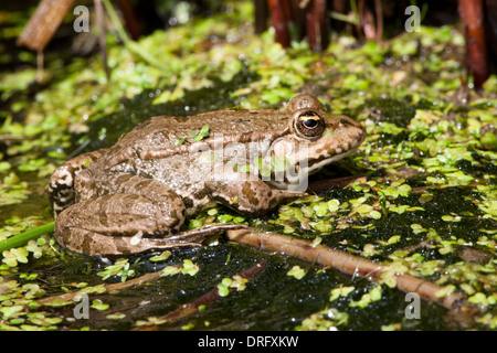 Marsh Frosch in Großbritannien. Mai Stockfoto