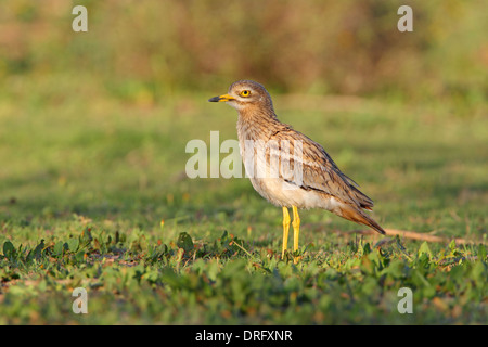 Erwachsenen eurasischen Stein-Brachvogel oder Thick-knee Burhinus Oedicnemus in Marokko Stockfoto