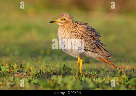 Erwachsenen eurasischen Stein-Brachvogel oder Thick-knee Burhinus Oedicnemus in Marokko Stockfoto