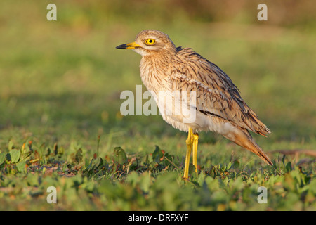 Erwachsenen eurasischen Stein-Brachvogel oder Thick-knee Burhinus Oedicnemus in Marokko Stockfoto