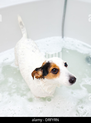 Jack Russell Hund ein Bad in einer Badewanne Stockfoto