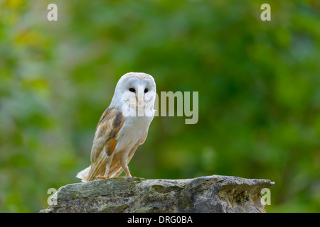 Schleiereule, Tyto Alba, Schleiereule Stockfoto