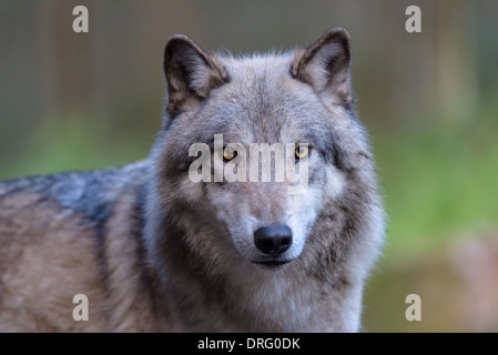 Timberwolf, Canis Lupus LYKAON, Timberwolf Stockfoto