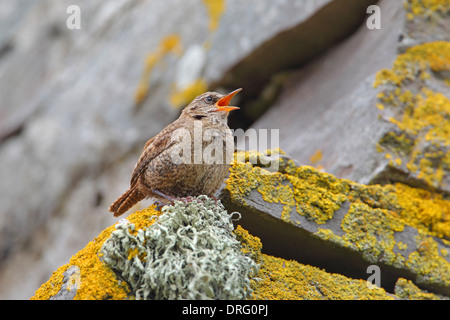 Ein singender Rüde Shetland Wren (Troglodytes troglodytes zetlandicus) auf dem Shetland-Festland im Frühsommer Stockfoto