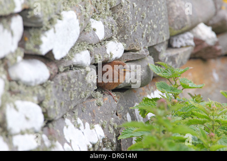 Ein kürzlich ausgewachsener junger Shetland Wren (Troglodytes troglodytes zetlandicus) auf einer Trockensteinmauer auf der Insel Mousa, Shetland Stockfoto