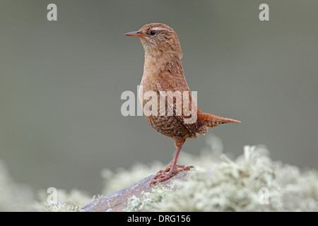 Ein erwachsener Shetland Wren (Troglodytes troglodytes zetlandicus), der im Frühsommer auf einer trockenen Steinmauer auf der Insel Mousa, Shetland, thront Stockfoto