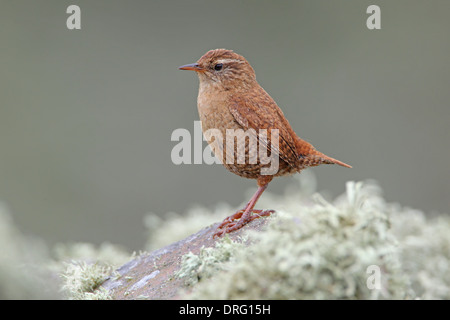 Ein erwachsener Shetland Wren (Troglodytes troglodytes zetlandicus), der im Frühsommer auf einer trockenen Steinmauer auf der Insel Mousa, Shetland, thront Stockfoto