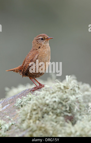 Ein erwachsener Shetland Wren (Troglodytes troglodytes zetlandicus), der im Frühsommer auf einer trockenen Steinmauer auf der Insel Mousa, Shetland, thront Stockfoto