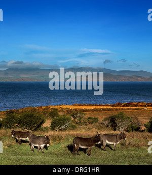 Esel grasen auf einem Feld in County Kerry, Irland. Die Dingle Halbinsel ist im Hintergrund sichtbar. Stockfoto