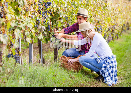 Weinlese, junges Paar, die Ernte der Trauben, Slawonien, Kroatien Stockfoto