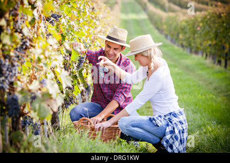 Weinlese, junges Paar, die Ernte der Trauben, Slawonien, Kroatien Stockfoto