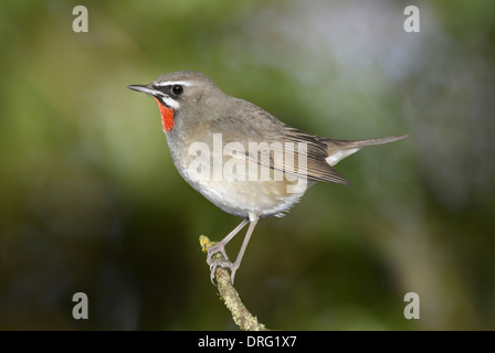 Sibirische Rubythroat - Luscinia Calliope-männlich Stockfoto