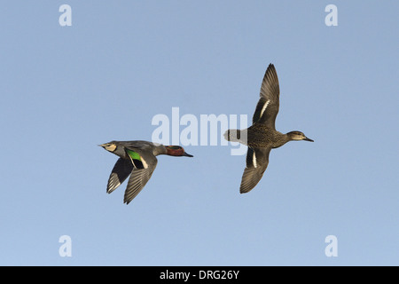 Petrol / Anas Vogelarten Stockfoto