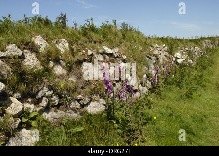 Fingerhut - Digitalis Purpurea und englische Fetthenne - Sedum Anglicum entlang einer Steinmauer auf Lundy, Devon Stockfoto