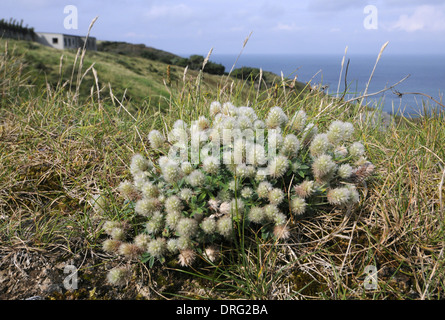 HARES-Fuß Klee Trifolium Arvense (Fabaceae) - Lundy, Devon. Stockfoto