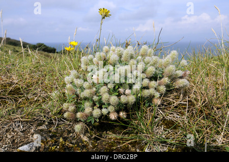 HARES-Fuß Klee Trifolium Arvense (Fabaceae) - Lundy, Devon. Stockfoto