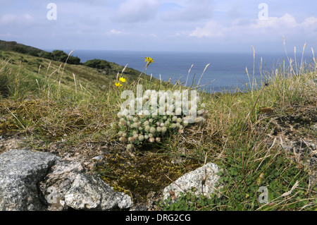 HARES-Fuß Klee Trifolium Arvense (Fabaceae) - Lundy, Devon. Stockfoto