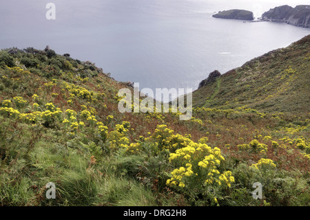 GEMEINSAMEN KREUZKRAUT Senecio Jacobaea (Asteraceae) - auf den Klippen von Lundy Stockfoto