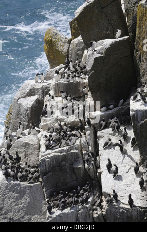 Guillemot Uria Aalge - Zucht Kolonie auf Lundy Stockfoto