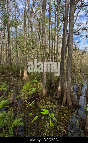 Six Mile Cypress Slough Preserve in Fort Myers Florida Stockfoto